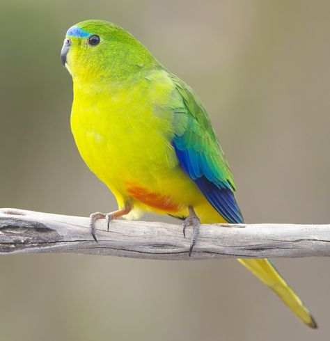 Orange Bellied Parrot Neophema chrysogaster male Melaleuca ... (2023/03/29) Southern Australia, Australian Parrots, Birds Parrots, American Museum Of Natural History, Museum Of Natural History, Parakeets, Endangered Species, Animal Planet, Birds Of A Feather