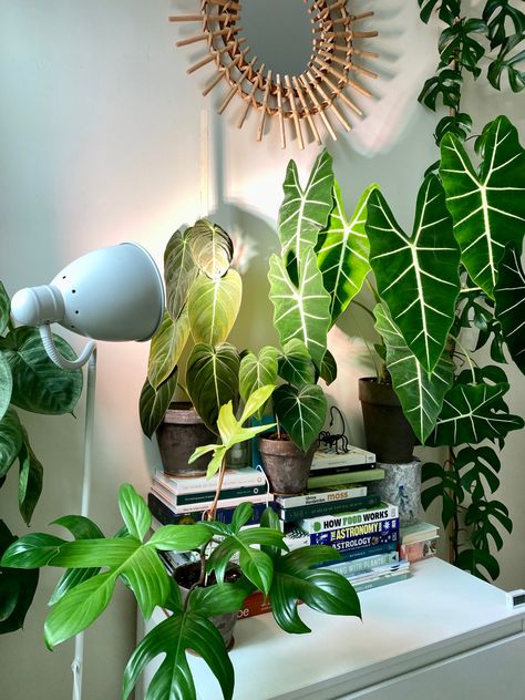 Cute Grow Light Setup, Grow Light Aesthetic, Grow Light Ideas House Plants, Plant Advice, How Plants Grow, Plant Kingdom, Light Setup, Green Apartment, Planting Plan