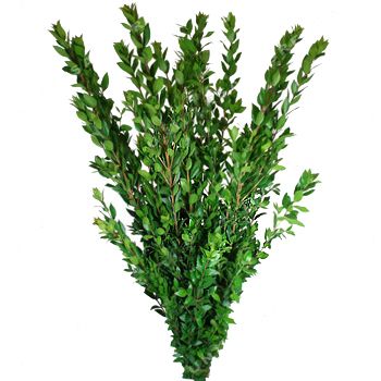 A fresh bulk green, Myrtle Long serves as wonderful decorative filler. It has dense foliage that cover the entire length of the 18-24 inch stem. Use Myrtle Long by itself or combine it with any of our bulk flowers to create unique and romantic wedding bouquets, table centerpieces or flower... Myrtle Green, Church Wedding Flowers, Cheap Wedding Flowers, Tropical Wedding Flowers, Beach Wedding Flowers, Unique Wedding Flowers, Flower Guide, Floral Arrangements Diy, Diy Wedding Flowers