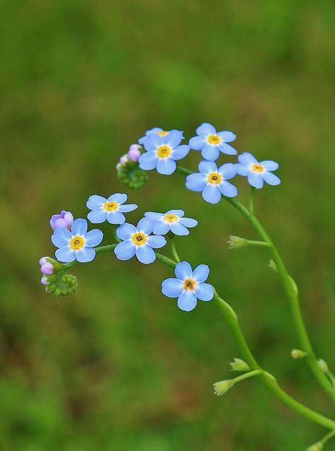 Wood Forget-me-not, Forget Me Not Flowers Photography, Forget Me Not Plant, Forget Me Not Art, Mediterranean Print, Forget Me Nots Flowers, Forget Me Not Flowers, Macro Flower, Flower Arrangements Simple