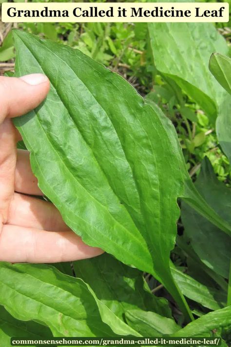 Plantain Leaves, Cold Sores Remedies, Natural Healing Remedies, Natural Health Care, Natural Antibiotics, Natural Cold Remedies, Cold Home Remedies, Natural Cough Remedies, Cough Remedies