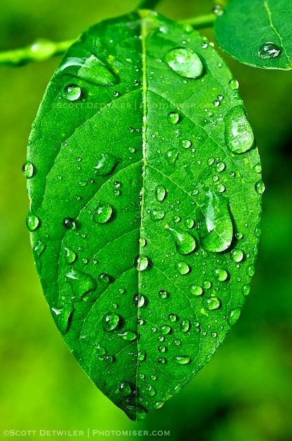 Water Drop On Leaf, Water Drop Photography, Hyper Realistic Paintings, Amoled Wallpapers, Leaf Photography, Black Background Photography, Leaf Images, Photo Texture, Leaf Drawing