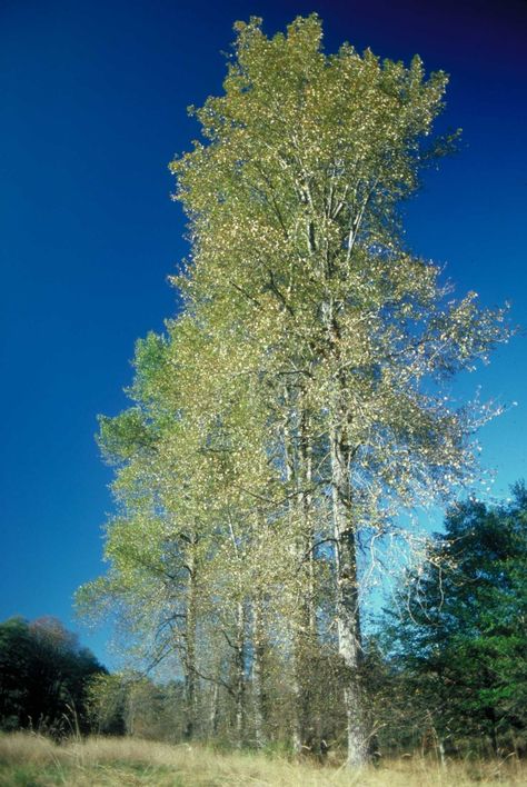 Hybrid poplars (Populus spp.) are the result of genetic crossing between two different... Hybrid Poplar Tree, Poplar Tree, Healthy Garden, Genetic, Culture Art, Things To Do, Trees, Home And Garden