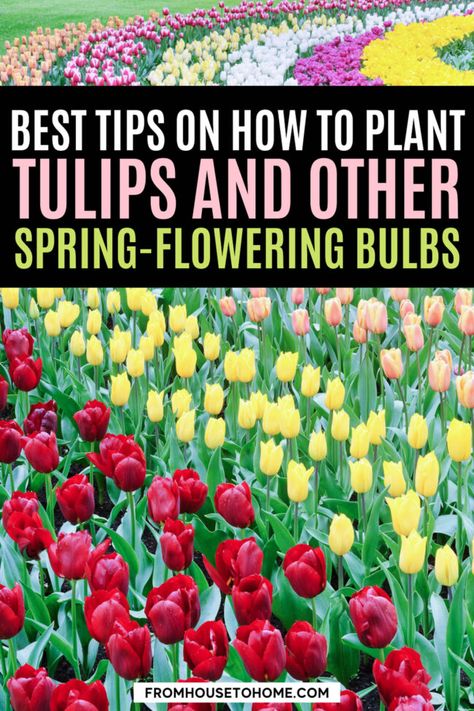 How To Plant Tulips, How To Plant Bulbs, When To Plant Tulips, Plant Tulips, Tulips And Daffodils, Plant Bulbs, Garden Goals, Planting Tulips, Flower Bed Designs