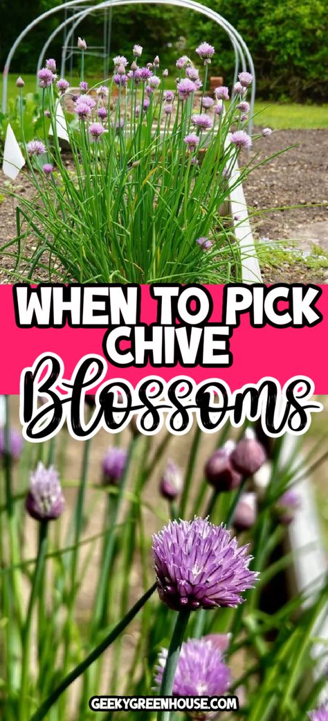 Chive Flowers Uses, Chive Blossom Salt, Chive Blossom Recipe, Chive Blossom Uses, Chive Flowers Recipe, Chives Flowers, Drying Chives, Spices Garden, Chives Garden