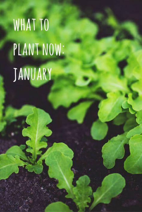 Plants To Start In January, What To Plant In January, Small Holding, Winter Sowing, Planting Guide, Gardening Vegetables, Container Vegetables, Garden Calendar, Plants Growing