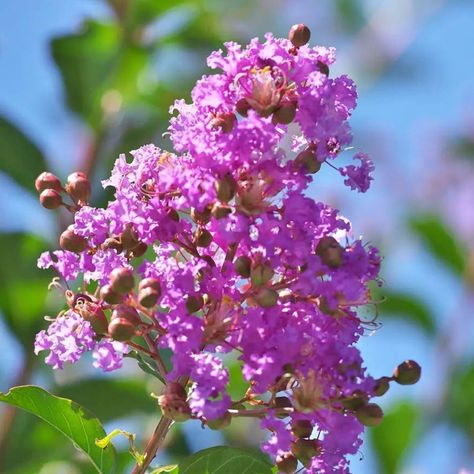 Summer's fiery finale is here, courtesy of these stunning Crape Myrtles! As they burst into bloom, their bright flowers will paint your yard with warmth and energy. 1. 'Tuscarora' Crape Myrtle ' | 2. 'Thunderstruck™ Lavender Skies™' Crape Myrtle | 3. Colorama™ Scarlet' Crape Myrtle | 4. 'Royalty' Crape Myrtle Myrtle Flower, Crape Myrtle, Bright Flowers, Scarlet, Lavender, Royalty, Yard, Energy, Paint