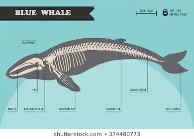 Blue Whale Skeleton, Whale Skeleton, Skeleton Photo, Animal Skeletons, Skeleton Illustration, Ap Studio Art, Cute Whales, Whale Art, Big Animals