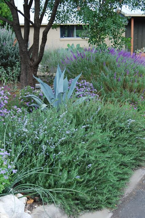 Rosemary Ground Cover, Creeping Rosemary, Trailing Rosemary, Central Texas Gardening, Plant Pairings, Red Yucca, Texas Mountain Laurel, Brick Planter, Texas Sage