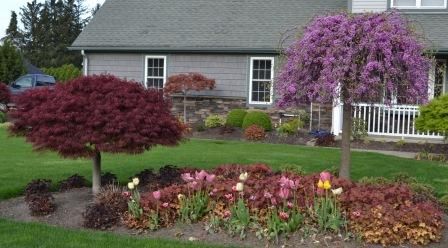 Crimson Queen Japanese Maple-Lavender Twist Weeping Redbud Tree Weeping Redbud, Timber Garden Sheds, Land Scaping, Weeping Trees, Low Growing Shrubs, Small Japanese Garden, Planting Design, Redbud Tree, Japanese Maples