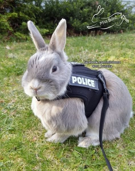 Bunny Things, Animal Dress Up, Bunny Care, Cute Bunny Pictures, Pet Bunny, Bunny Pictures, Barnyard Animals, Pet Rabbit