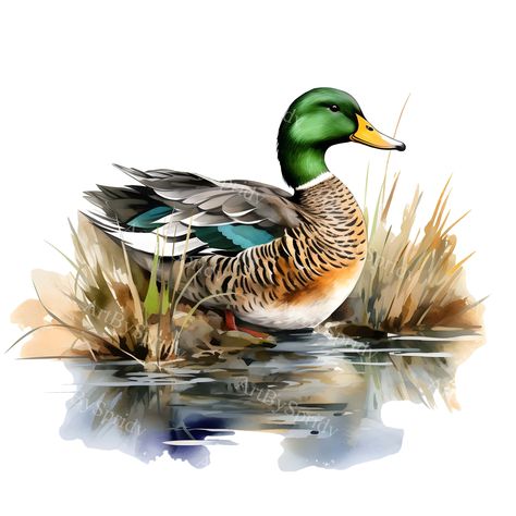 Duck Clipart, Duck Illustration, Wild Duck, Duck Art, Cute Animal Clipart, Mallard Duck, A Duck, Animal Clipart, Mallard