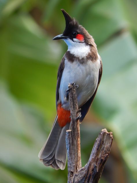 Red-whiskered Bulbul (Pycnonotus jocosus) Bulbul Bird, Wild Photography, Different Birds, Most Beautiful Birds, Bird Pictures, Exotic Birds, Pretty Birds, Colorful Birds, Small Birds