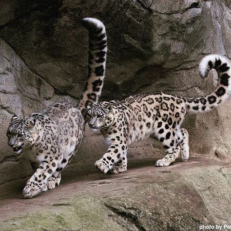 A tale of two #tails: the #snowleopard has the longest tail of all big cats - it’s as long as the rest of the animal’s body! And SO FLUFFY! Cats Art Drawing, Long Cat, Fluffy Tail, The Dark Crystal, Cat Tail, Snow Leopard, Leopards, Big Cats, Cat Art