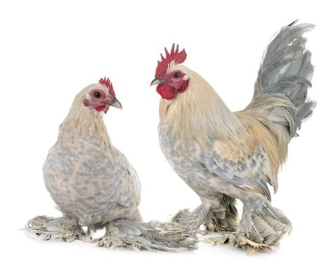 Sultan Chicken, Different Breeds Of Chickens, Breeds Of Chickens, Bantam Breeds, Poultry Business, Brahma Chicken, Polish Chicken, Meat Birds, Bantam Chickens