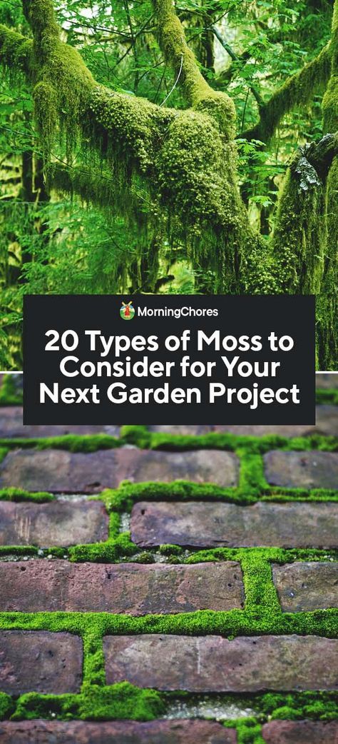 Types Of Moss Plants, Garden Moss Ideas, Moss Walkway, Moss Garden Outdoor, Moss Garden Ideas, Moss Types, Types Of Gardens, Ideas Para Decorar Jardines, Moss Gardens