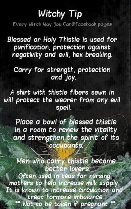 Blessed thistle Blessed Thistle Witchcraft, Blessed Thistle Magical Properties, Thistle Magical Properties, Thistle Witchcraft, Plant Correspondences, Magickal Tips, Every Witch Way, Blessed Thistle, Hoodoo Spells