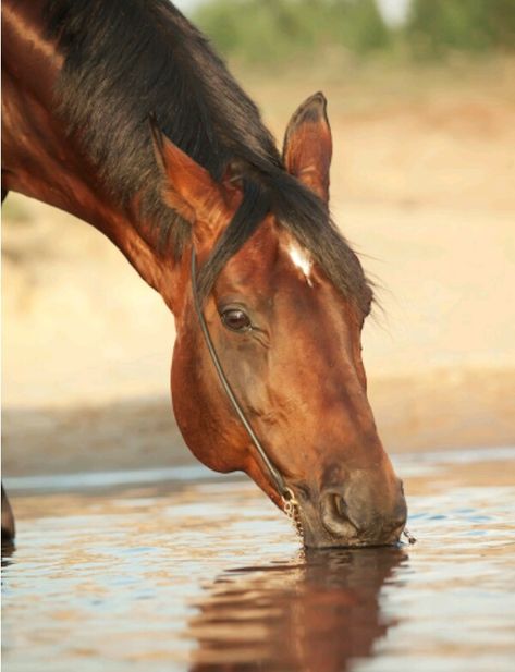 Horse Drinking Water, Kangaroo Rat, Abstract Horse Painting, Bay Horse, Abstract Horse, Water Intake, Horse Crazy, Online Images, Horse Painting