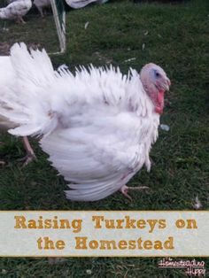 Traditional Homemaking, Homestead Inspiration, Raising Turkeys, Turkey Farm, Big Farm, Farm Plans, Backyard Poultry, Turkey Chicken, Animal Husbandry