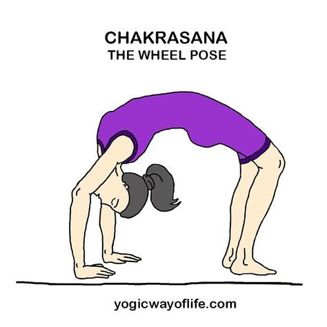 Chakrasana - Full Wheel Pose - Asana or Yoga Pose Yoga Asanas Names, Yoga Wheel Exercises, Wheel Pose Yoga, Vinyasa Yoga Sequence, 20 Minute Yoga, Wheel Pose, Yoga Wheel, Yoga Poses Advanced, Advanced Yoga