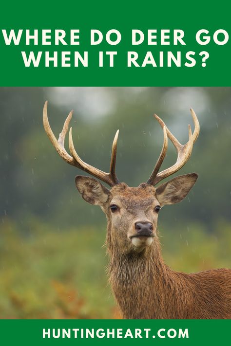 Where Do Deer Go When It Rains | Where Do Deer Go When It Rains or Snows | Where Do Deer Go When It Storms | Where Do Deer Go During the Day | Do Deer Bed Down During the Rain | Deer | Deer Hunting | Deer Facts | Deer Life | Deer Hunting Texas | Deer Hunting Hawaii | Deer Hunting Season | Deer Hunting Guide | Deer Hunting Tips | Hunting Tips | Hunting Guide | Hunting Lessons | Hunting Gear | Hunting Heart #wheredodeergowhenitrains #deer #deerhunting #deerfacts Deer Facts, Texas Deer Hunting, Deer Bedding, Rain Deer, Deer Hunting Season, Hunting Guide, Deer Hunting Tips, Hog Hunting, Hunting Deer