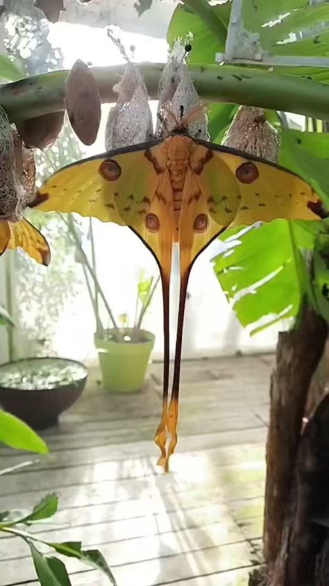 Science girl on Twitter: "A comet moth, emerged from its cocoon poised to take flight for the first time, its caterpillar dreams on gold wings 📹 IG butterfly.eden https://t.co/bvDof1I3x3" / Twitter Moth Cocoon, Science Girl, Beetles, Reference Images, Inspirational Tattoos, Beautiful Butterflies, Nature Pictures, Spirit Animal, Moth