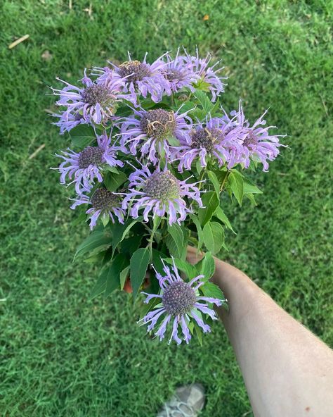 Bee Balm Flower, Bee Balm, Plant Aesthetic, Autumn Vibes, In Full Bloom, The Flowers, Garden Projects, Fall Vibes, All In One