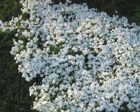 Snow on the Mountain | Have a great week and enjoy the great weather ! Snow On The Mountain Plant, Poison Plants, Snow On The Mountain, Have A Great Week, Poisonous Plants, Snow Mountain, White Pine, Great Week, Shade Plants