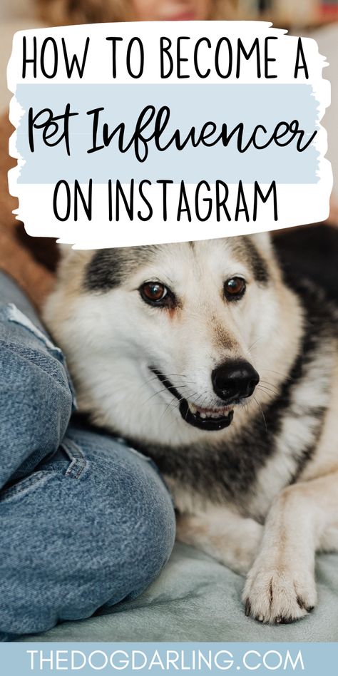 Are you an obsessed dog mom with hundreds of cute pictures of your dog? If you love to share your pup's life with the world then becoming a dog content creator might be the right path for you! Read this for tips on how to become a dog influencer on social media. Dog Influencer Instagram, Dog Photo Ideas Instagram, Dog Content Ideas, Dog Instagram Ideas, Dog Hashtags, Dog Influencer, Dog Owner Tips, Pet Influencer, Dog Brands