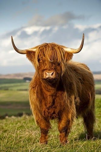 An absolutely gorgeous animal! Big! Beautiful! Scottish! Highland Coo, Highland Cow Painting, Long Horns, Highland Cow Art, Scottish Highland Cow, Fluffy Cows, Cow Pictures, Beef Cattle