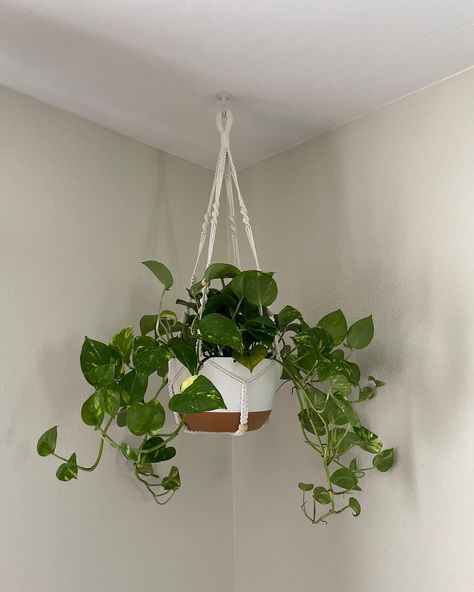 My weekend project and purchase! Drilled a hole in the ceiling 😬 and got a beautiful pothos to hang! My new pothos = Epipremnun Aureum ‘Golden’ #plantlover #hangingplants #pothos Outdoor Trees, Houseplants Indoor, Weekend Projects, The Ceiling, Hanging Plants, Plant Lover, Home And Garden, Ceiling