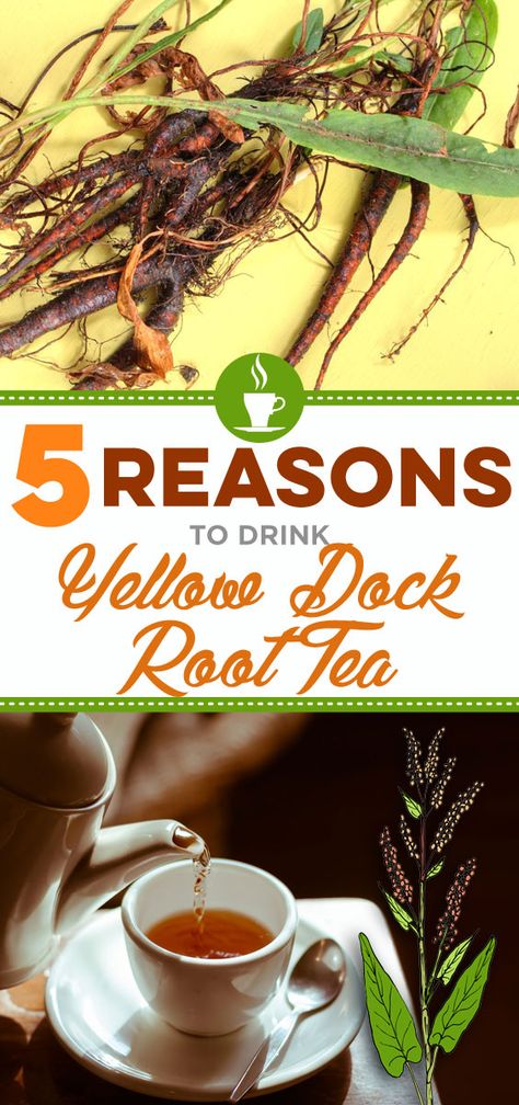 Learn why you must take yellow dock root as part of your Dr. Sebi Protocol. Yellow Root Benefits, Yellow Dock Root Benefits, Mucusless Diet, Yellow Dock Root, Alkaline Herbs, Yellow Dock, Sip Tea, Alkaline Vegan, Food Benefits