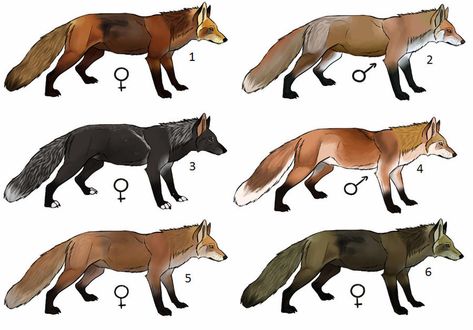 Cute Wolf Drawings, C Art, Kitsune Fox, Red Dead Redemption Ii, Dire Wolf, Canine Art, Wolf Drawing, Red Dead Redemption 2, Fox Art