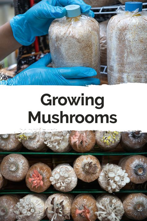 Mushrooms can be beneficial to your health in a myriad of ways, and it's never been easier to grow them from home! Get started using mushroom fruiting bags with this guide. Mushroom Substrate, Mushroom Farming, Mushroom Culture, Growing Vegetables Indoors, Grow Mushrooms, Growing Mushrooms At Home, Mushroom Species, Mushroom Varieties, Giant Mushroom