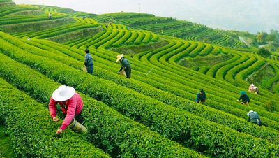 Bois Chèri tour in the Mauritius tea plantations - Mauritius Surf Holidays Family Farm Seaside, Longjing Tea, Farm Images, Tea Farm, Tea Culture, Family Garden, China Travel, Tourist Places, Hangzhou