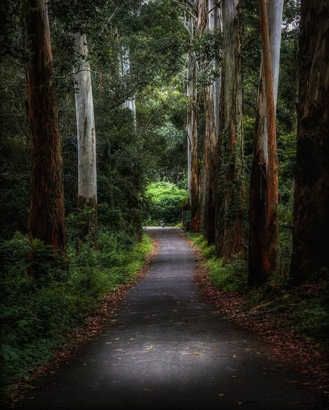 Nature Way - Kodaikanal, Tamilnadu #India #Kodaikanal is a hill town in the southern Indian state of Tamil Nadu. It’s set in an area of granite cliffs, forested valleys, lakes, waterfalls and grassy hills. #yourshotphotographer #photowalkglobal Tamil Nadu Wallpaper, Kodaikanal Aesthetic, Kodaikanal Photos, Lake Photography Ideas, Indian Forest, Kodaikanal, Scenic Travel, Lake Photography, Dark Green Aesthetic