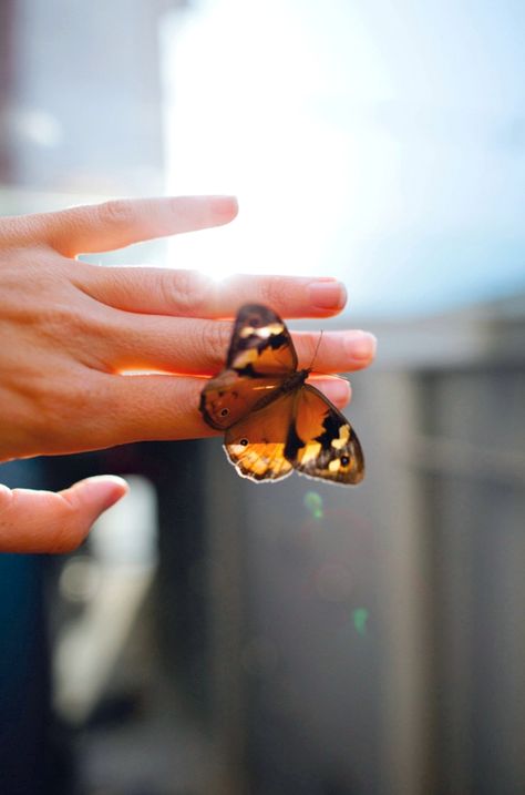 Green grass and happy skies  court the fluttering #butterfly.  ~Terri Guillemets  #hand #light #nature #photography Holding A Butterfly, Butterfly Kisses, Butterfly Effect, A Butterfly, Beautiful Butterflies, Life Is Beautiful, Floral Rings, Insects, We Heart It