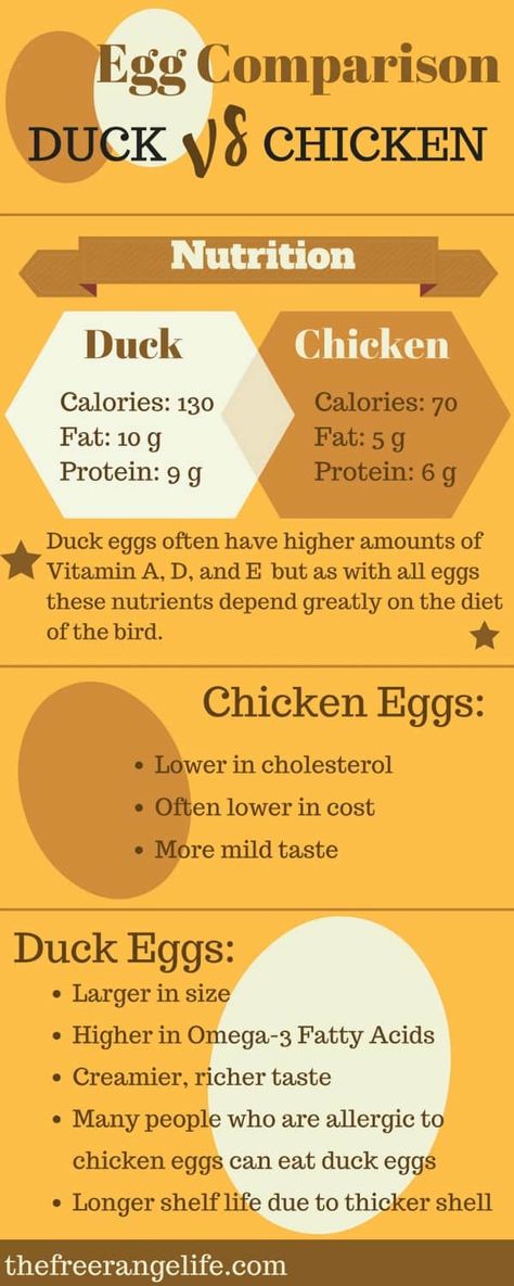 Duck Eggs vs Chicken Eggs: What's the Difference Ducks Vs Chickens, Eggs And Chicken, Backyard Ducks, Duck Coop, Raising Ducks, Portable Chicken Coop, Duck Eggs, Free Range Chickens, Keeping Chickens