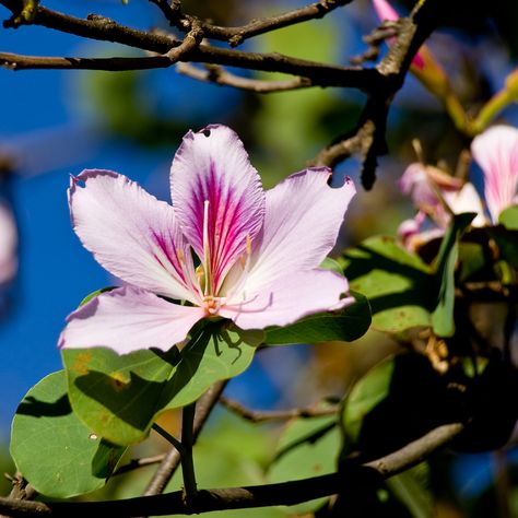 Bauhinia Variegata, Bauhinia Flower, Orchid Tree, Kingdom Plantae, Dream Plants, Flower Mural, Rose Crafts, Plant Tree, Gorgeous Flowers