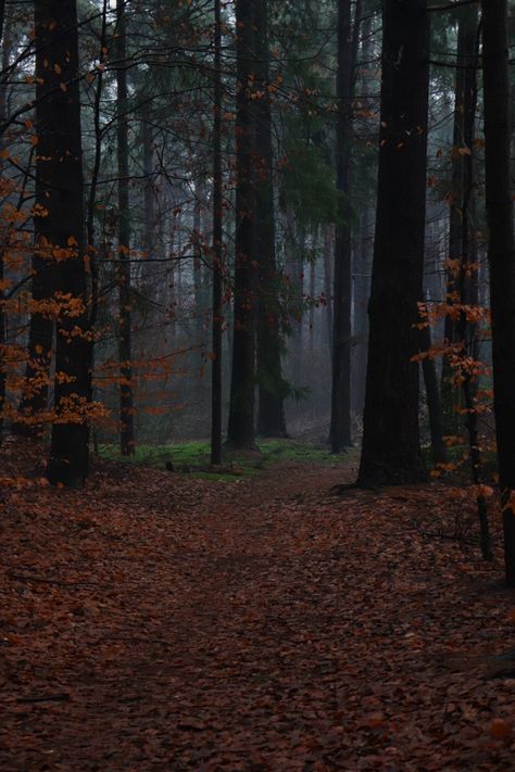 Foggy Fall Forest, Autumn Forest Aesthetic, Autumnal Aesthetic, Foggy Autumn, Forest Falls, Forest Aesthetic, Aesthetic Forest, Fall Forest, Night Background