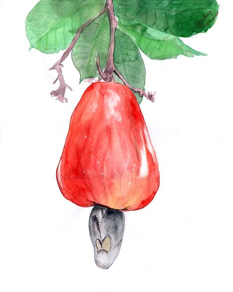 Cashew Fruit Water Colour Cashew Fruit, Vintage Tattoo Sleeve, Fruit Watercolor, Drawing Fashion, Fruit Photography, Watercolor Fashion, Fruit Water, Fruit Illustration, Art Corner