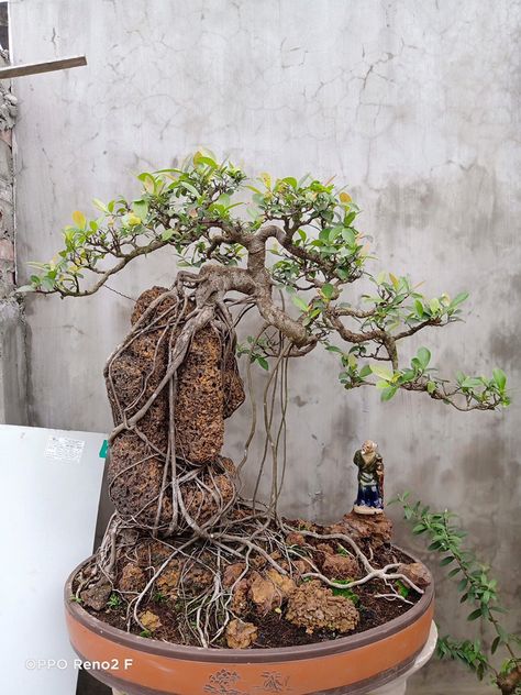 Bonsai On The Rock, Mini Cactus Garden, Bonsai Fruit Tree, Bonsai Making, Bonsai Nursery, Bonsai Ficus, Ficus Microcarpa, Pre Bonsai, Bonsai Tree Types