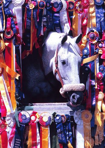 Snowman - Ribbons on his stall. There is a part in the book that compare the stalls at the horse shows  Snowman and the other horses. It looks like by the end of the show Snowman did some decorating of his own! :) Horse Show Ribbons, Famous Horses, Hunter Jumper, I Love Horses, Horse Jumping, All The Pretty Horses, Equestrian Life, Horse Crazy, Clydesdale