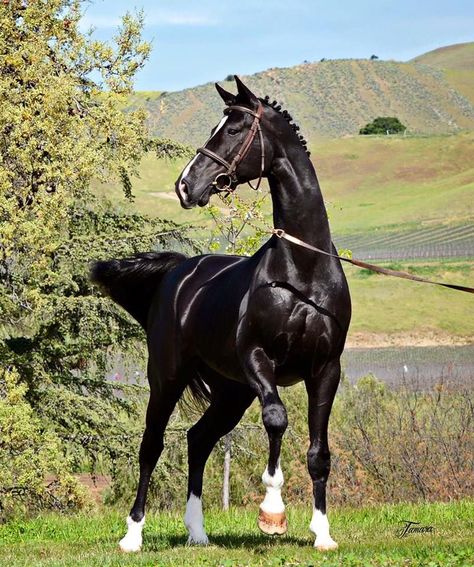 Hanoverian Horses Black, Hanoverian Horses, Warmblood Horses, Hanoverian, Black Horses, Most Beautiful Horses, Most Beautiful Animals, Majestic Horse, I Love Horses