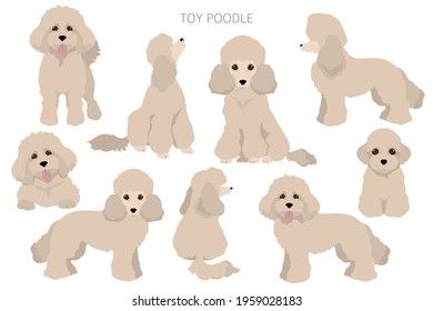 Toy poodle clipart. Different poses, coat colors set. Vector illustration Toy Poodle Illustration, Poodle Clipart, Poodle Illustration, Poodle Silhouette, Poodle Drawing, Dog Emotions, Poodle Cuts, Cartoon Clipart, Silhouette Photos