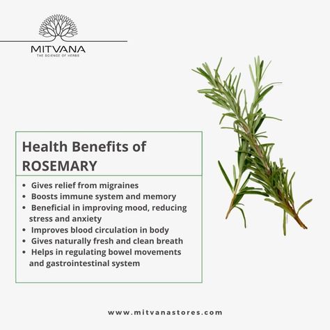 Health Benefits Of Rosemary, What Is Rosemary Good For, Drinking Rosemary Water Benefits, Benefits Of Rosemary Tea, Rosemary Tea Benefits, Rosemary Health Benefits, Rosemary Benefits, Homemade Teas, Benefits Of Rosemary