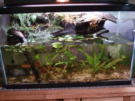 newt, frog paludarium Fire Belly Newt Tank, Newt Paludarium, Frog Paludarium, Turtle Tank Setup Ideas, Tank Setup Ideas, Turtle Tank Setup, Musk Turtle, Indoor Pond, Frog Terrarium