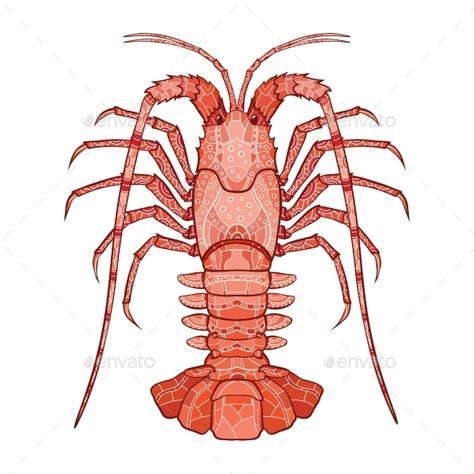 Lobster Pictures, Lobster Illustration, Spiny Lobster, Aquatic Art, Wild Animals Pictures, Royalty Free Clipart, Tshirt Design Inspiration, Wood Burning Patterns, Fish Drawings