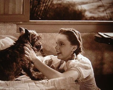 Dorothy & Toto in The Wizard of Oz — with Judy Garland. Toto Wizard Of Oz, Wizard Of Oz Movie, Wizard Of Oz 1939, Oz Movie, Dorothy Gale, Land Of Oz, The Wonderful Wizard Of Oz, Yellow Brick Road, The Wizard Of Oz