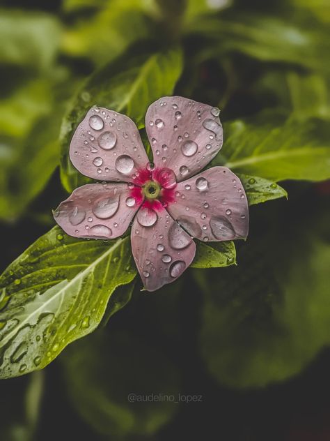 A catch after a rainy afternoon. Captions Photography, Chat Wallpaper, Chat Wallpaper Whatsapp, Wallpaper Whatsapp, Random Clicks, Rainy Afternoon, Diy Crafts Love, Nature Photography Flowers, Painting Reference